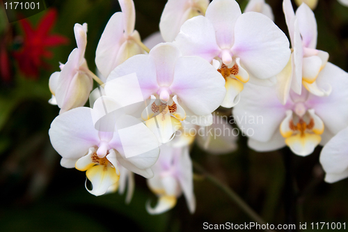 Image of Phalaenopsis Orchid