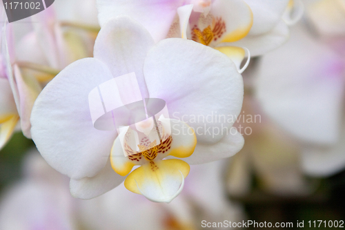 Image of Phalaenopsis Orchid