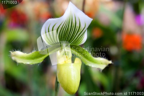Image of paphiopedilum orchid