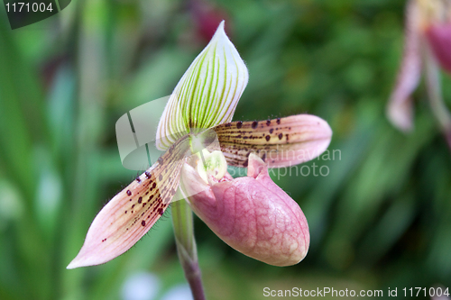 Image of paphiopedilum orchid