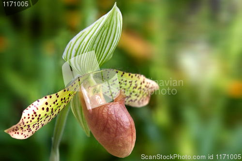 Image of paphiopedilum orchid