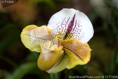 Image of paphiopedilum orchid