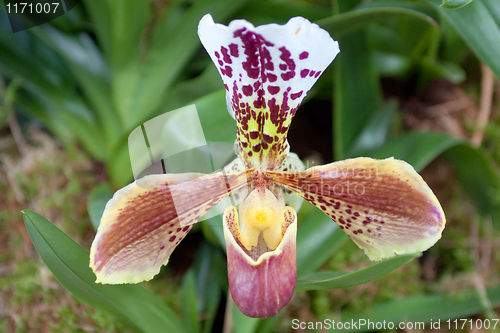 Image of paphiopedilum orchid