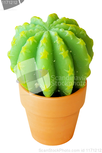 Image of Star cactus