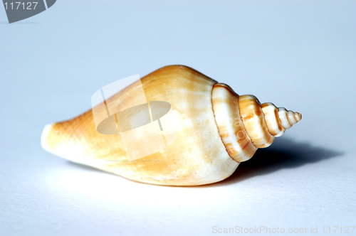 Image of whelk