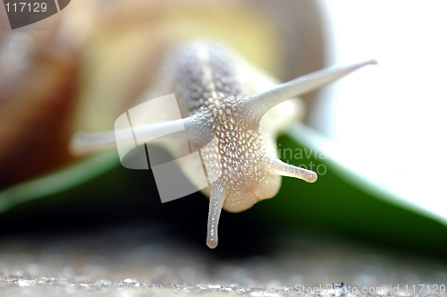 Image of white snail