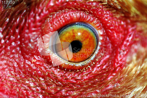 Image of chicken eye