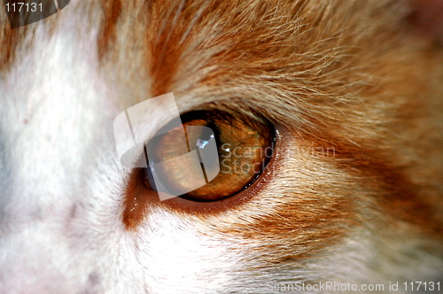 Image of cat eye