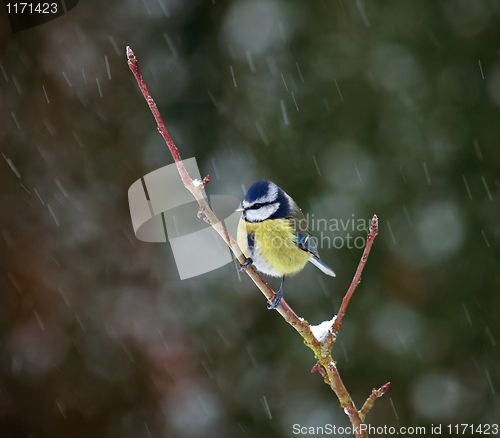 Image of Blue Tit in Snow