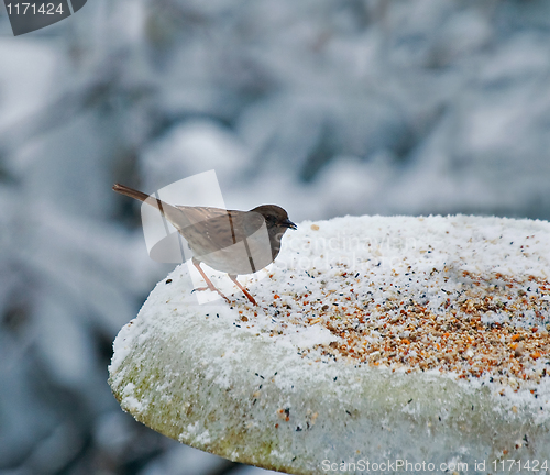 Image of Dunnock on snowy feeder