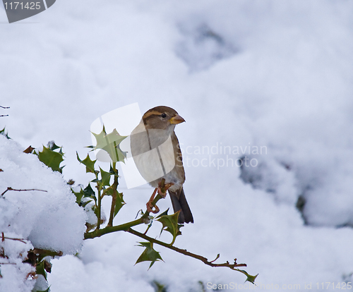 Image of House Sparrow female in snow