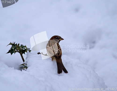 Image of House Sparrow male in snow