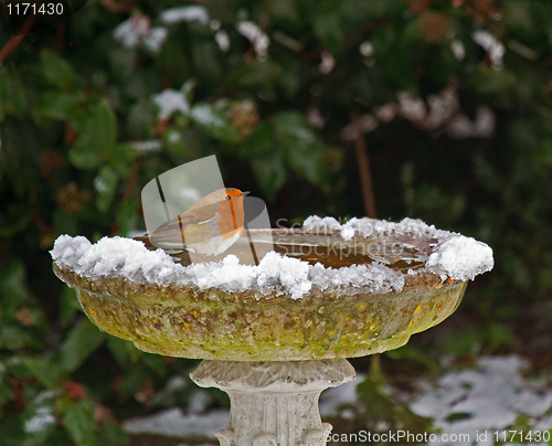 Image of Robin on bird bath in snow