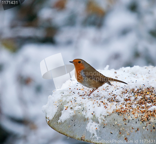 Image of European Robin on feeder in snow
