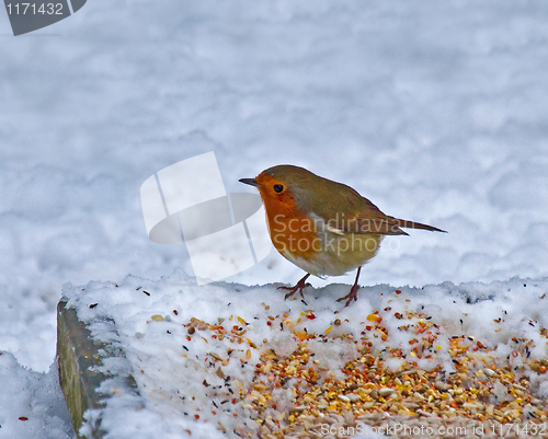 Image of European Robin on ground feeder in snow