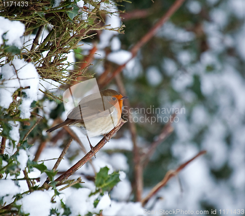 Image of European Robin on hedge in snow