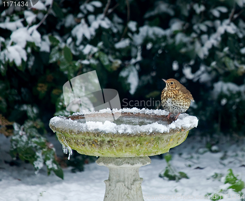 Image of Song Thrush on bird bath in snow