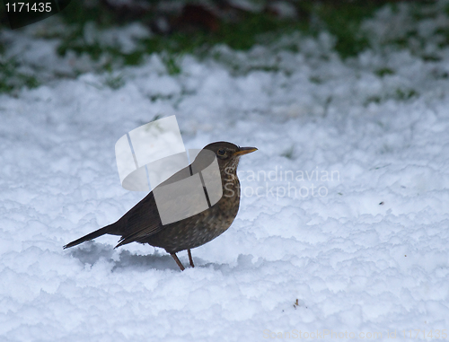 Image of Young European Blackbird in snow