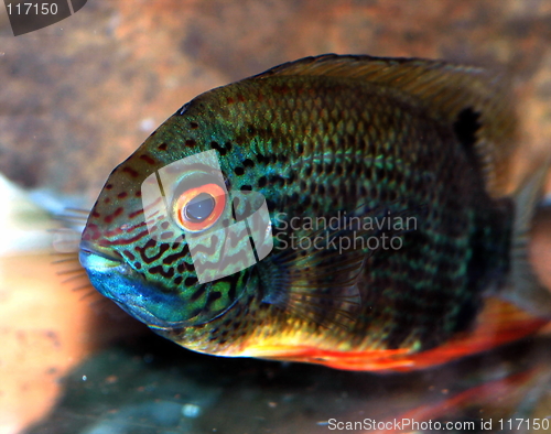 Image of aquarium fish