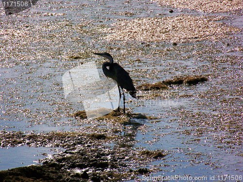 Image of heron