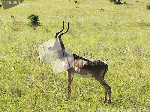 Image of Impala