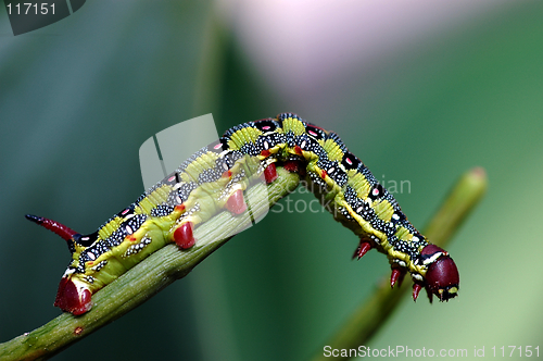 Image of macro caterpillar