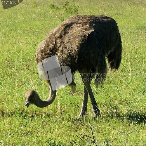 Image of ostrich