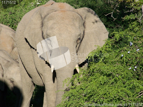 Image of elephant in the bushes