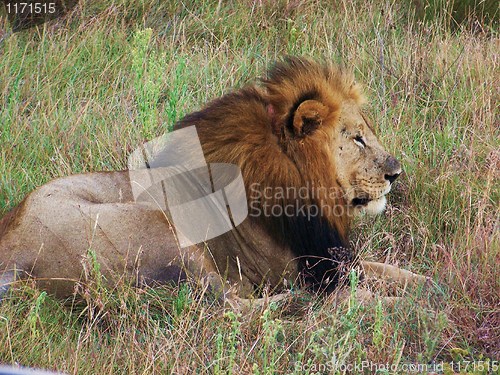 Image of lion in the grass