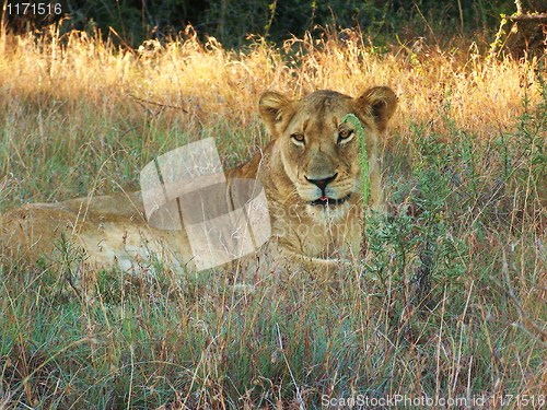 Image of lioness in the grass