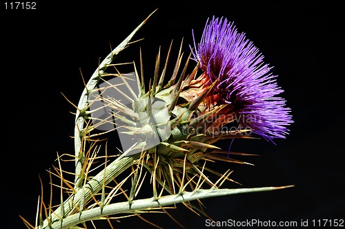 Image of Thistle