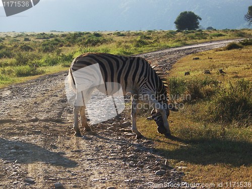 Image of zebra on a track