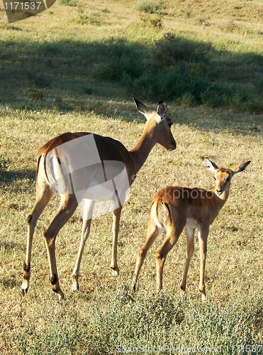 Image of impala calf