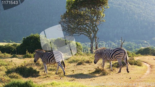 Image of Zebras crossing