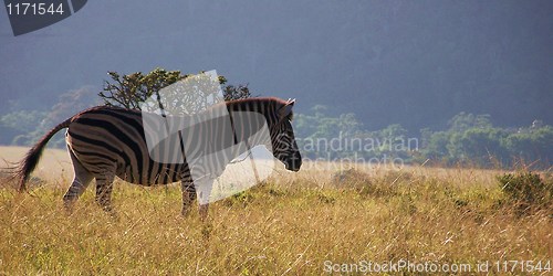 Image of Zebra in the African bush