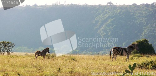 Image of Adult and young zebra in the wild