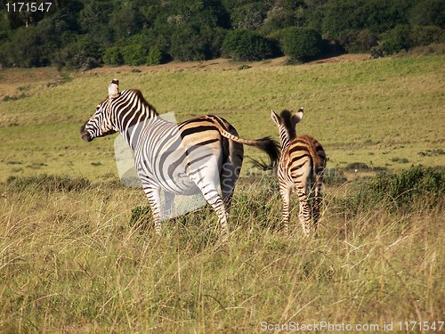 Image of Zebra with its young