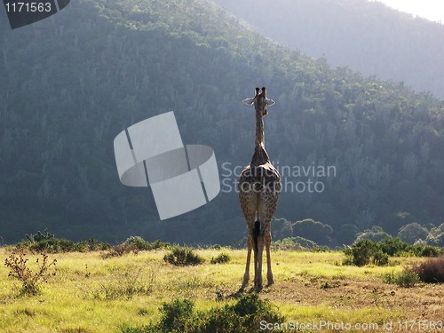 Image of lonely giraffe in the african bush