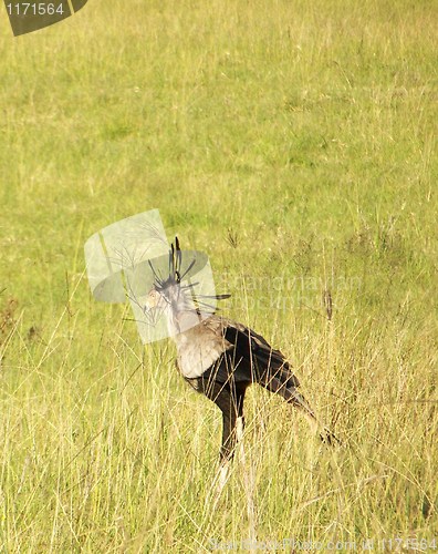 Image of secretary bird in the grass