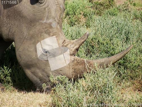 Image of Rhino feeding on grassland