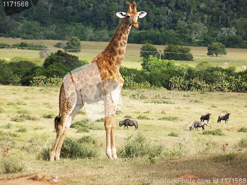 Image of young giraffe