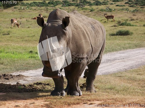 Image of Rhino at side of track