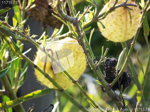 Image of prickly pear fruit