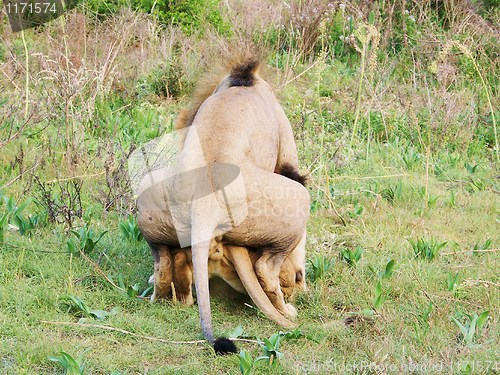 Image of lions mating