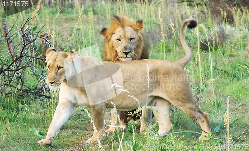 Image of Lion and lioness