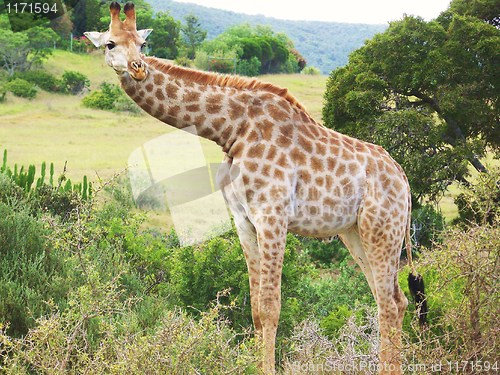 Image of giraffe looking around