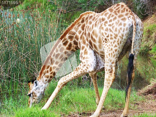 Image of giraffe taking a drink