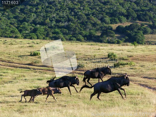 Image of Pack of running wilderbeast