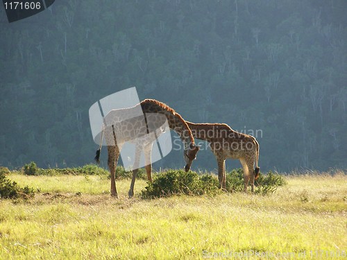 Image of Giraffe adult and calf against backdrop of african bush