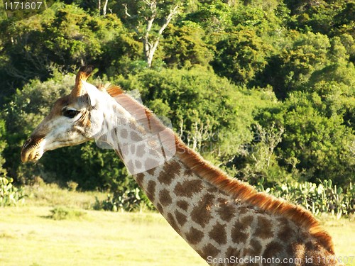 Image of giraffe head and neck